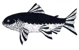 Fish of Tessikakjuak