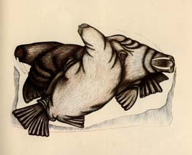 Walrus Under the Spring Sun