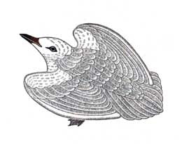 Kanik (Special Bird)