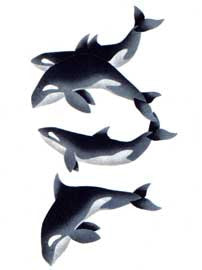 Arluk (Killer Whales)