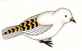 Qupannuaq (Snowbunting)