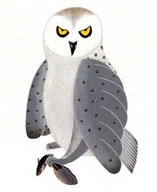 Grey Owl